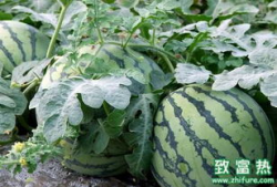 大西瓜视频,短视频时代的创新与魅力